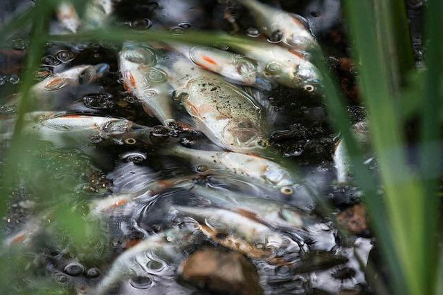 Zu wenig Sauerstoff - Hunderte Fische verenden in Stuttgarter See