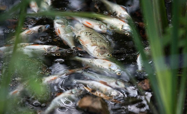 Im Stuttgarter Max-Eyth-See sind Hunderte Fische verendet.  | Foto: dpa