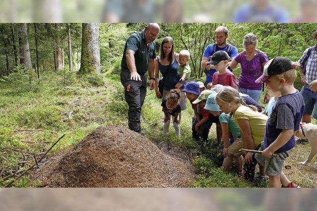 Mit allen Sinnen den Wald erleben