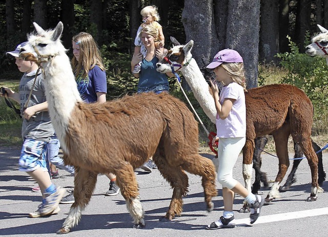 Kinderferienprogramm Grwihl: Alpaka Wandern in Engelschwand.  | Foto: Nina Witwicki