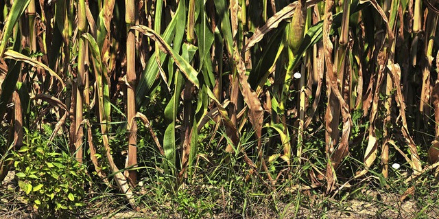 Die lang andauernde Trockenheit und Hi...e Pflanzen wie Mais Probleme bekommen.  | Foto: Jutta Schtz