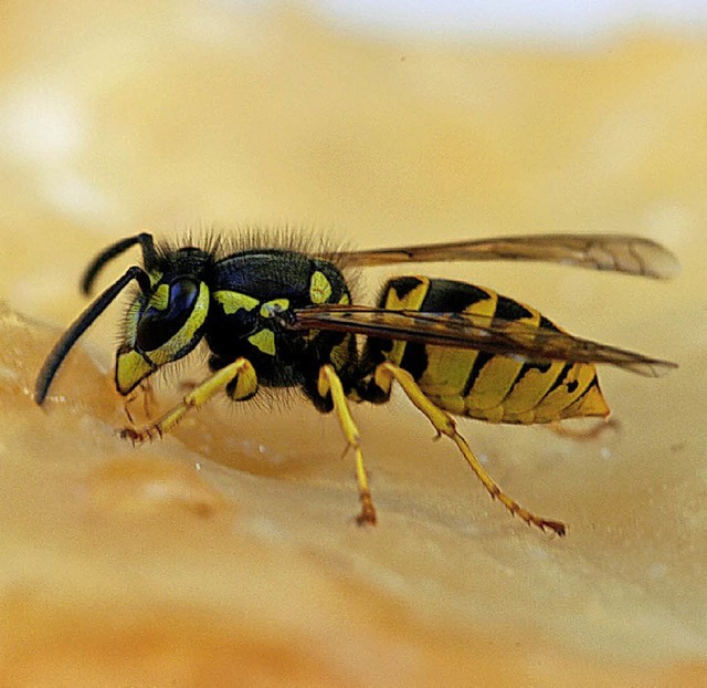 Eine Wespe   | Foto: dpa