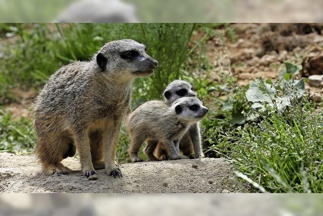 50 Jahre Tiergehege Mundenhof