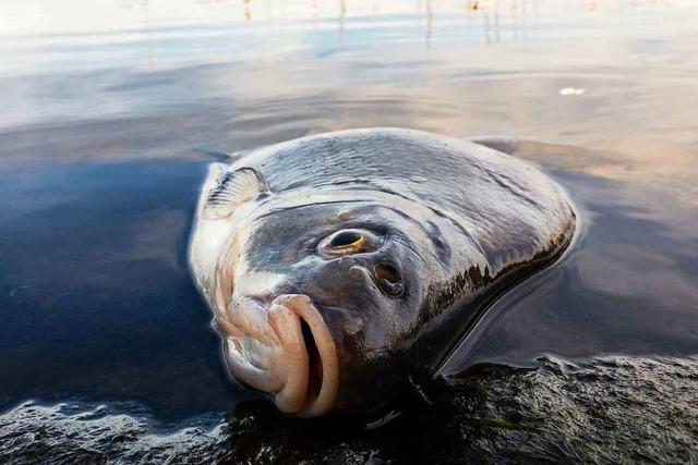 Durch die Trockenheit droht ein Fischsterben in sdbadischen Flssen