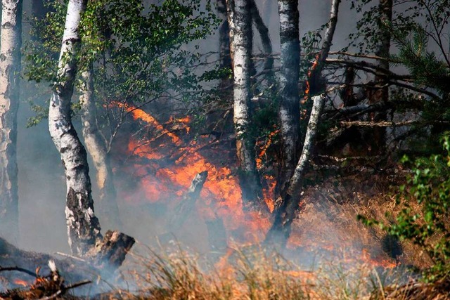 Der Wald brennt &#8211; hier bei Jteborg im Bundesland Brandenburg.  | Foto: Julian Sthle
