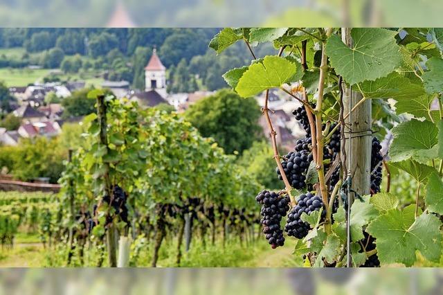 Ettenheim feiert Sommer, Sonne,Wein