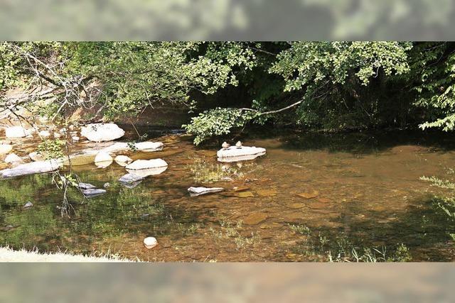 Fische in Not: Sauerstoff wird knapp im Fluss