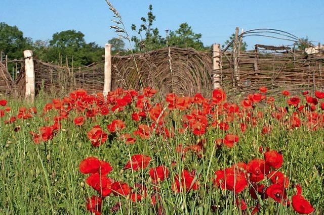 Naturnaher Garten gesucht