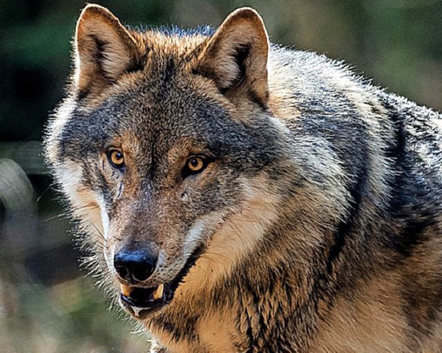 Der Wolf und der Schwarzwald &#8211;  passt das zusammen?     | Foto: dpa