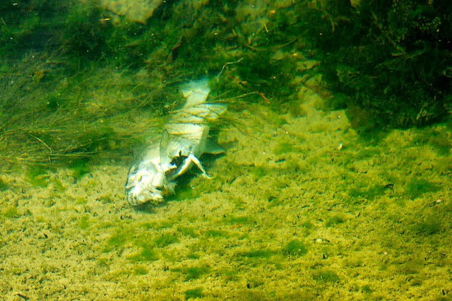 Ein toter Fisch liegt am Montag bei Schaffhausen auf dem Grund des Rheins.   | Foto: dpa