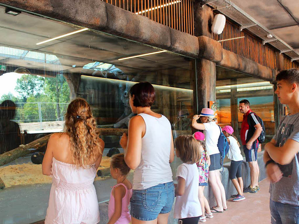 Der Wstenknig hat sich schon gut im Zoo und Freizeitpark Tatzmania eingelebt. Von den Blicken der Besucher im Showroom lsst sich der Kater kaum beeindrucken.