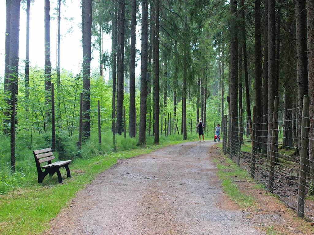 Der Hitze und dem Trubel kann man bei einem Spaziergang durch den schattigen Wald entfliehen.