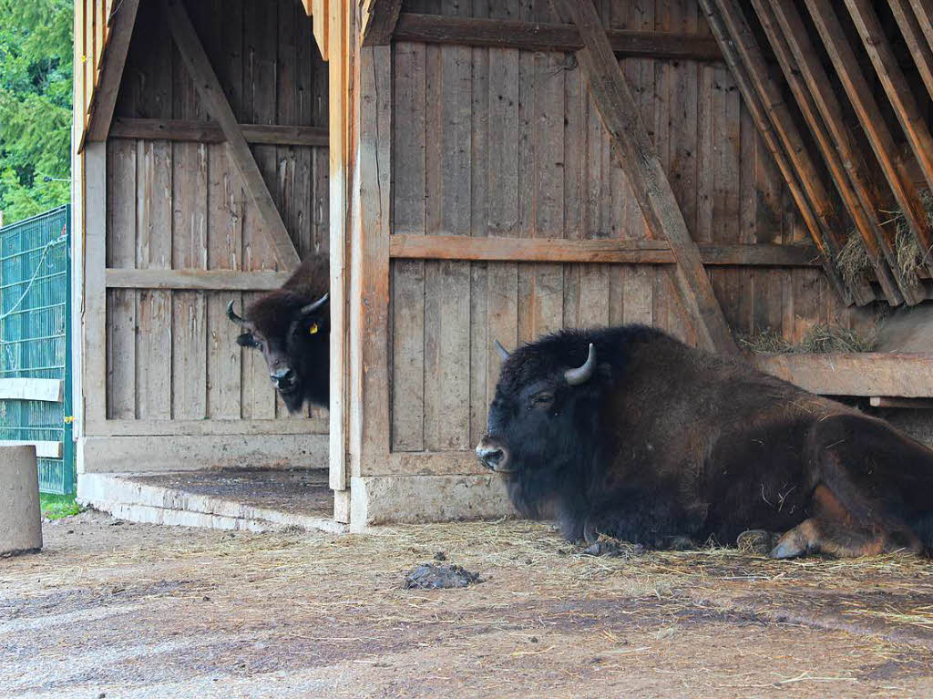 Behbigkeit ist ihr zweiter Vorname: die Bisons im Zoo und Freizeitpark „Tatzmania“