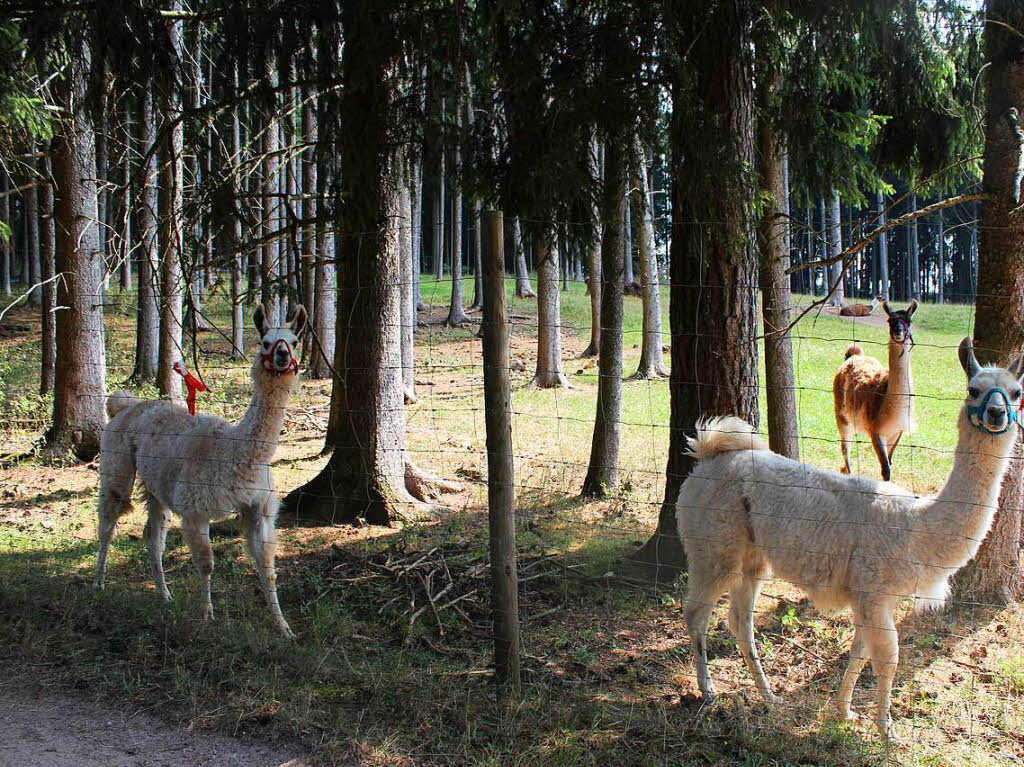 Wir spucken nicht, wir sind nur neugierig... Lamas im Zoo und Freizeitpark „Tatzmania“.