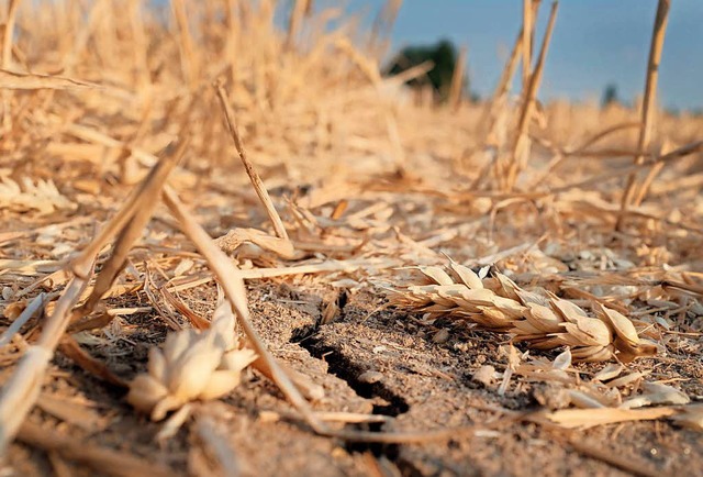 Rissige Erde, vertrockneter Weizen: So...s, wenn es ber Wochen zu trocken ist.  | Foto: dpa
