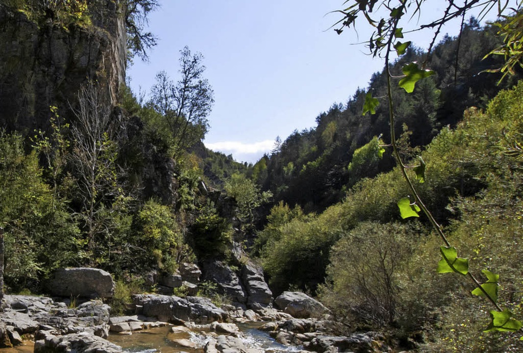 Wild gewachsen: Gebirgswald in den franzsischen Pyrenen   | Foto: Andrea Schiffner