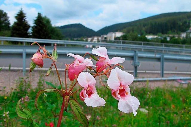 In Titisee-Neustadt wurde das Drsige Springkraut entdeckt