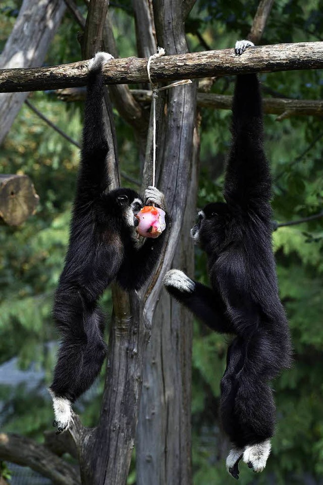 Zwei Gibbons balgen sich auf dem Mundenhof um ein Affen-Eis.  | Foto: Thomas Kunz