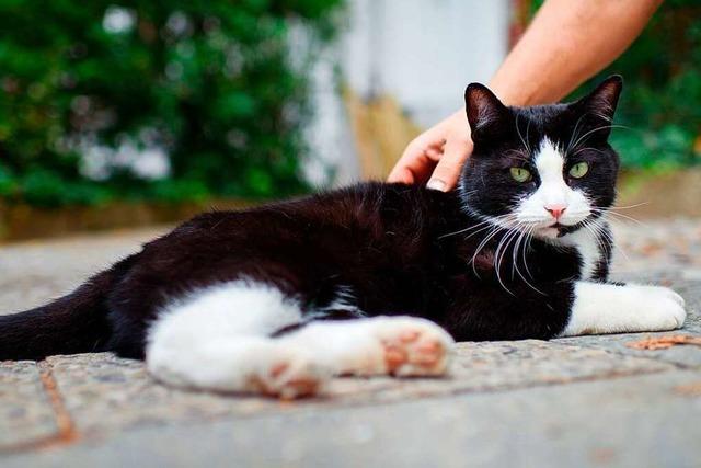 Warum fressen Katzen Vgel?