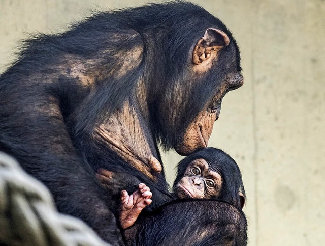 Ponima ist das jngste Schimpansenbaby...die Tochter der neunjhrigen Garissa.   | Foto: Torben Weber /zoo Basel