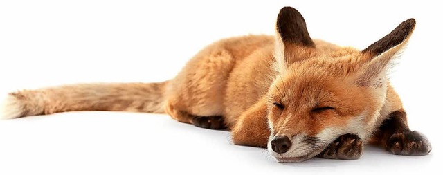 Dieser Fuchs schlft nur. Bei zwei tot...ngen das Virus Staupe entdeckt worden.  | Foto: stock.adobe.com