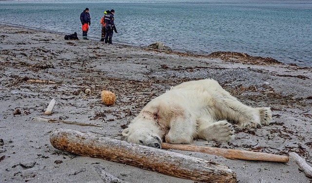 Der Eisbr, der auf Spitzbergen ein Cr...en angegriffen hat, wurde erschossen.   | Foto: dpa