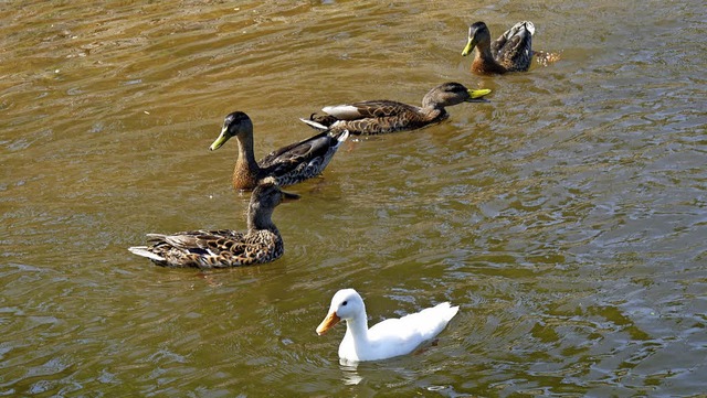 Eine weie Stockente schwimmt im Schluchsee im Kreise der Geschwister.   | Foto: Elmar Neier