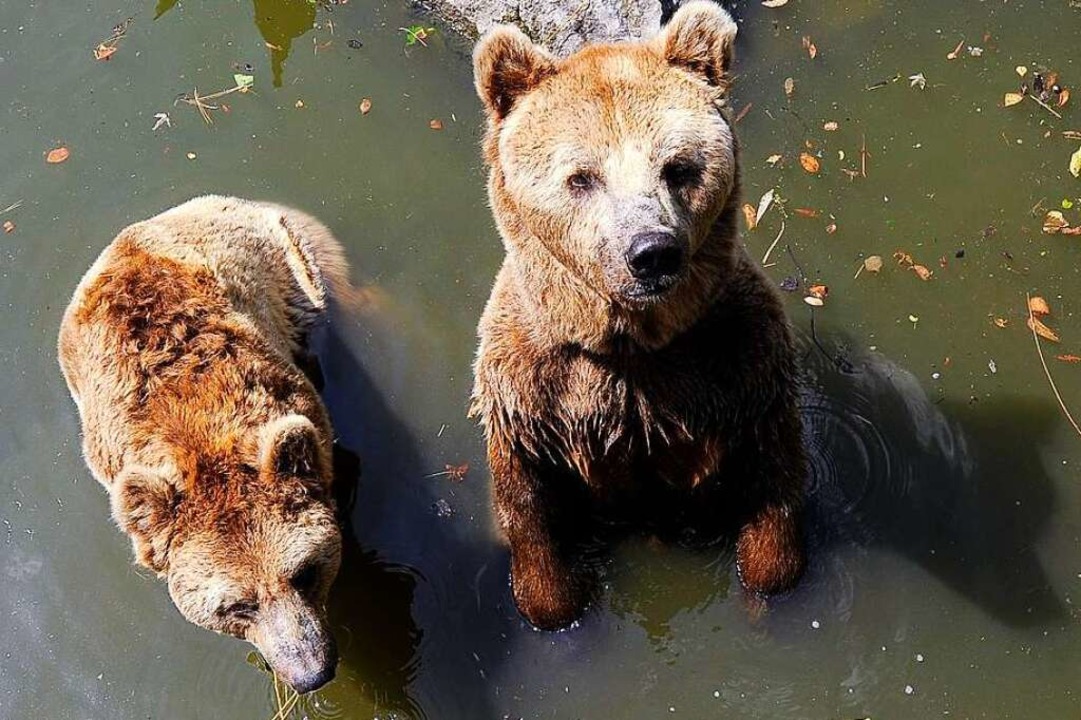 Janosch und Joschi  im Wasser des Bre...  fr ihre Eltern errichtet worden war  | Foto: Ingo Schneider