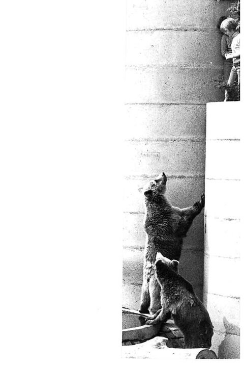 Neugierige Bren  | Foto: BZ-Archiv