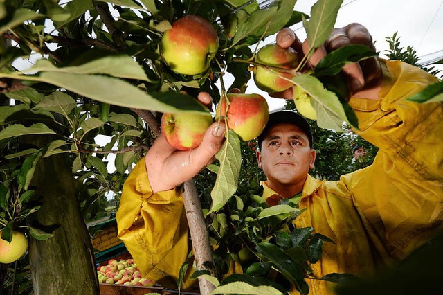 Auch bei der Apfelernte werden Saisonarbeiter eingesetzt.   | Foto: DPA