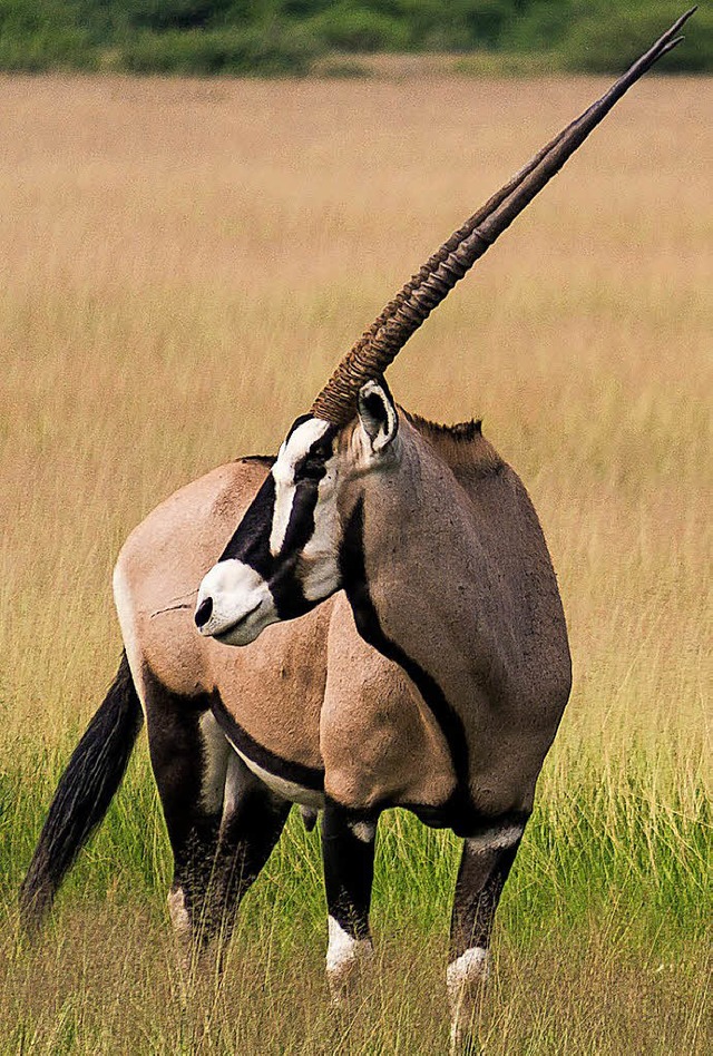 Eine Oryxantilope  | Foto: dpa-tmn