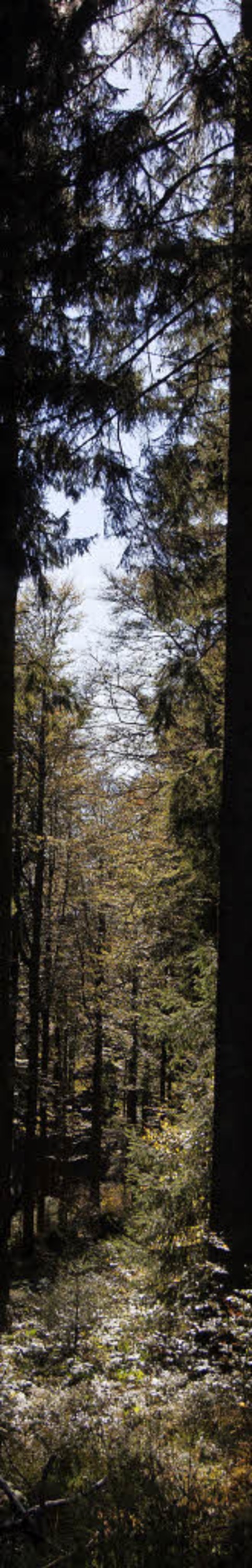 Der Kandelwald ist ein Einsatzschwerpunkt fr die Bergwacht Waldkirch.  | Foto: Patrik Mller
