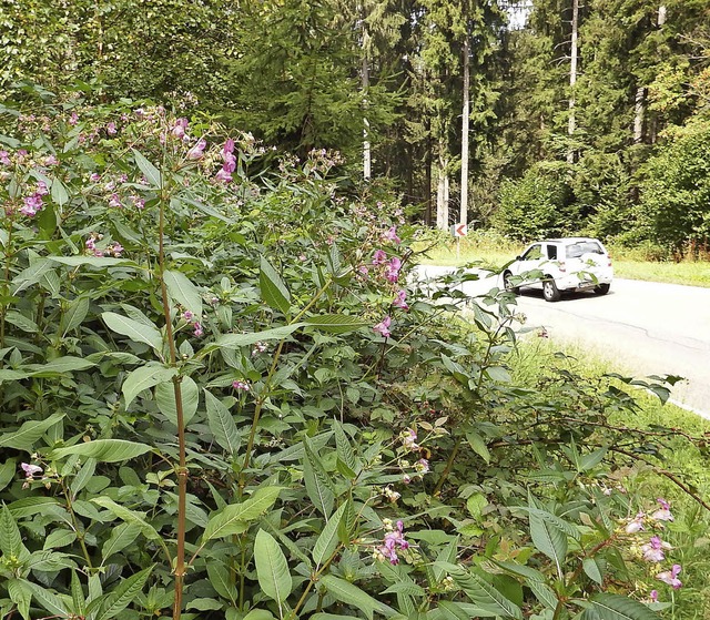 Zur Entfernung des indischen Springkra...en immer weniger ehrenamtliche Helfer.  | Foto: Wolfgang Adam