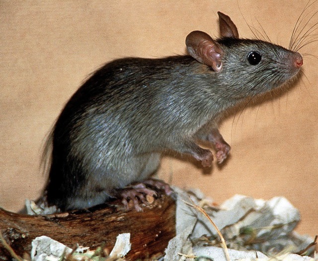 Ratten sind im Dorf keine gern gesehenen Gste.  | Foto: dpa