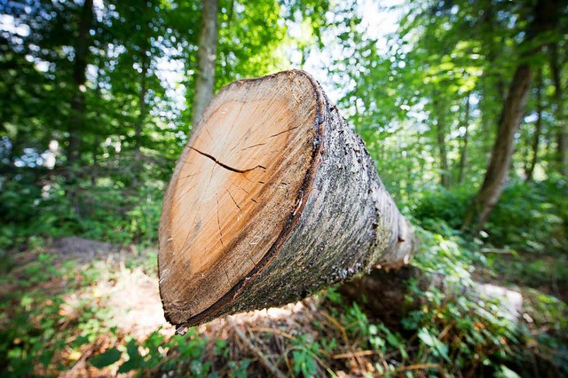 Der groe Vorteil des Baustoffs Holz besteht darin, dass er nachwchst.  | Foto: dpa