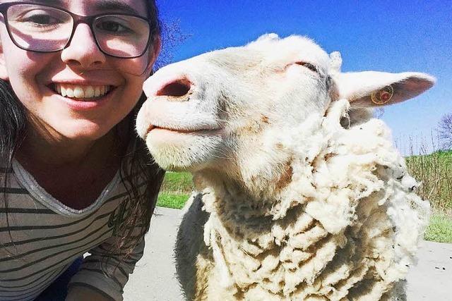 Selfie mit einem Schaf im Kaiserstuhl
