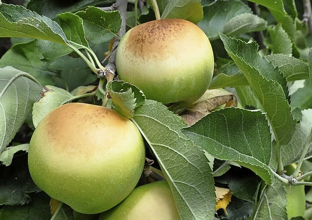 &#8222;Zehn Prozent meiner pfel haben...r Kirchzartener Obstbauer Uwe Miedke.   | Foto:  Arens