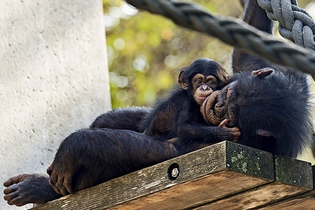 Im Basler Zoo schmust Ponima mit Mutter Garissa.   | Foto:  Weber