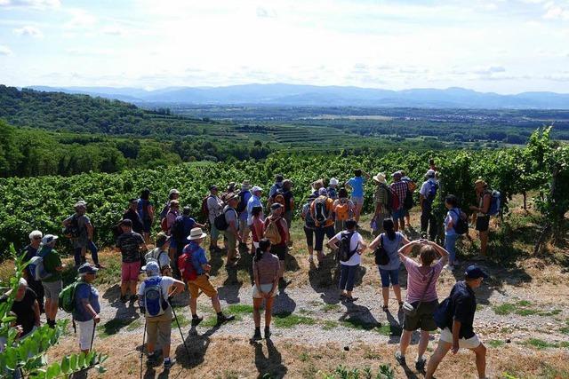 Mit Schwarzwaldverein und BZ auf dem Panoramaweg in Ihringen