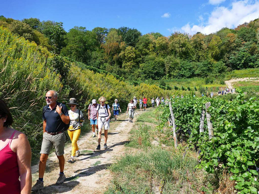 Impressionen von der Wanderung auf dem Panoramaweg in Ihringen