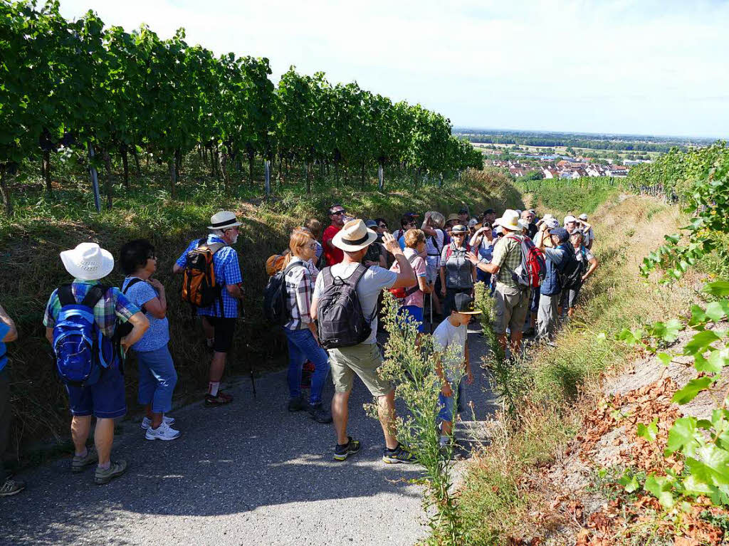 Impressionen von der Wanderung auf dem Panoramaweg in Ihringen