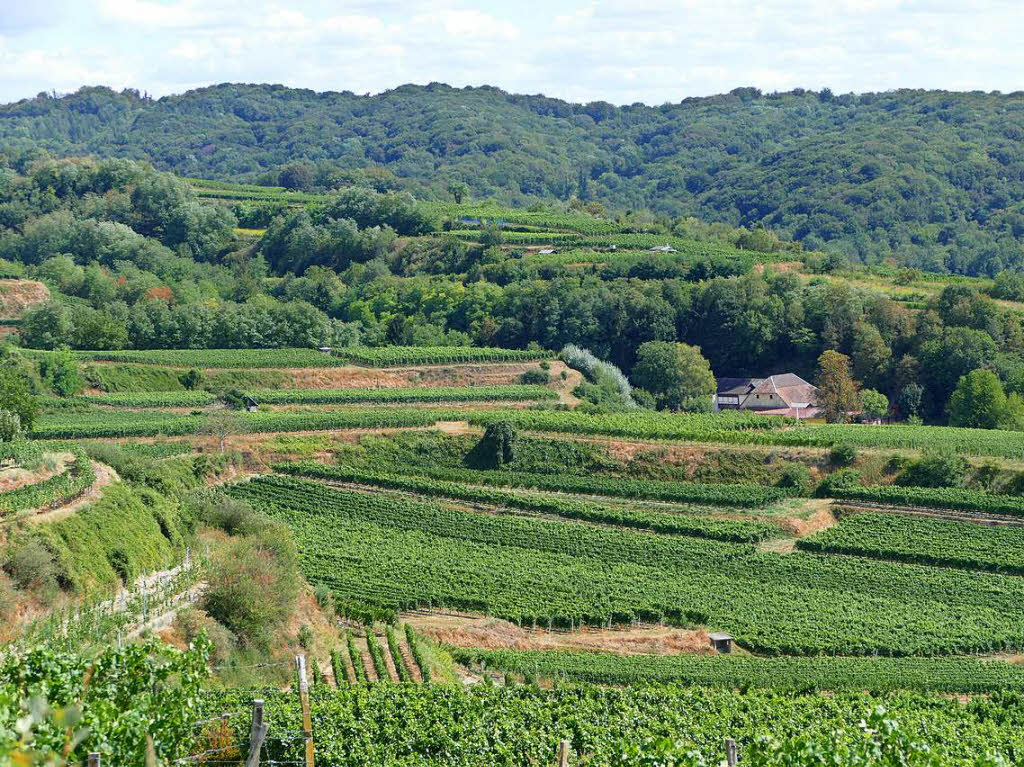 Impressionen von der Wanderung auf dem Panoramaweg in Ihringen