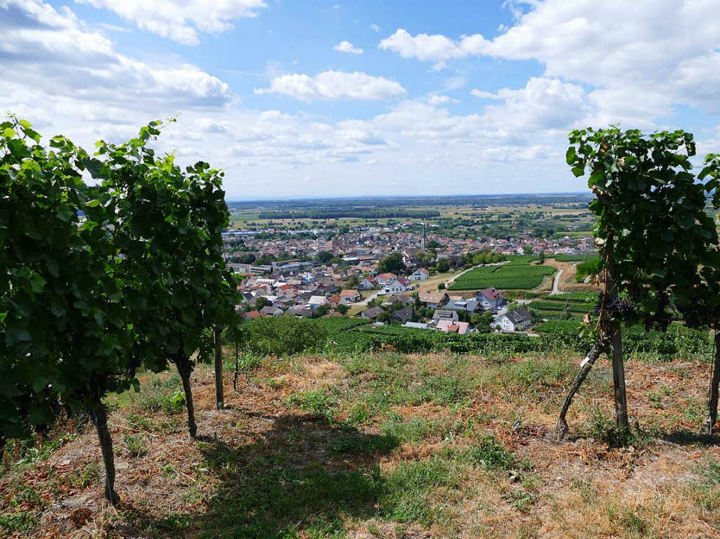 Impressionen von der Wanderung auf dem Panoramaweg in Ihringen