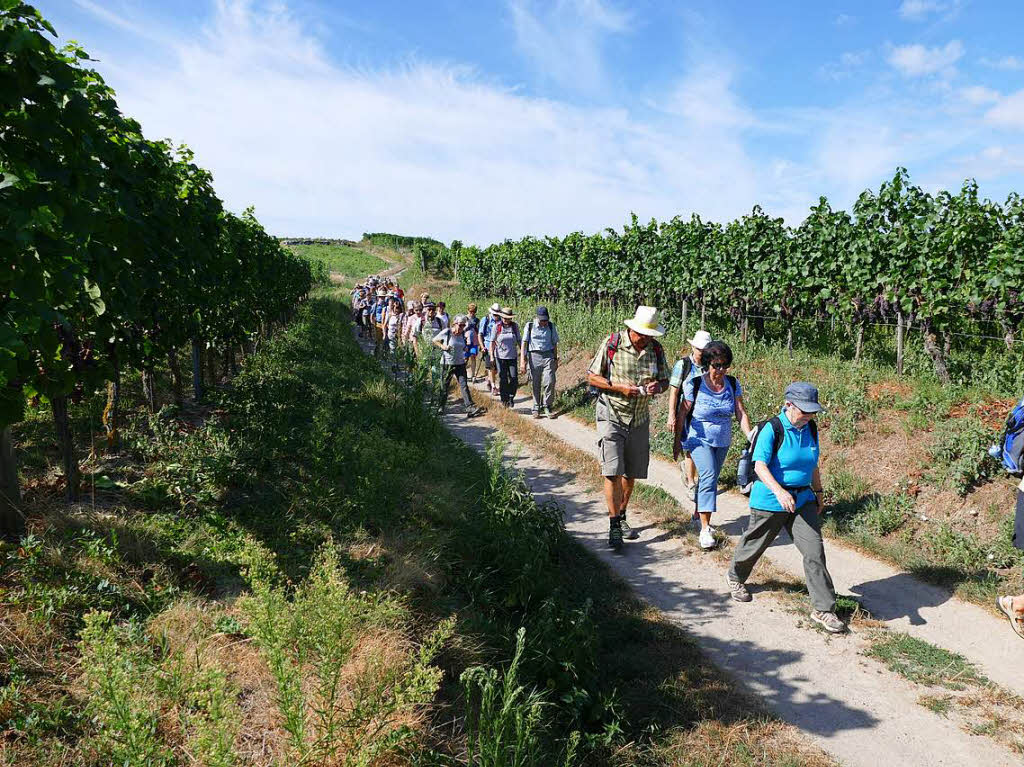 Impressionen von der Wanderung auf dem Panoramaweg in Ihringen