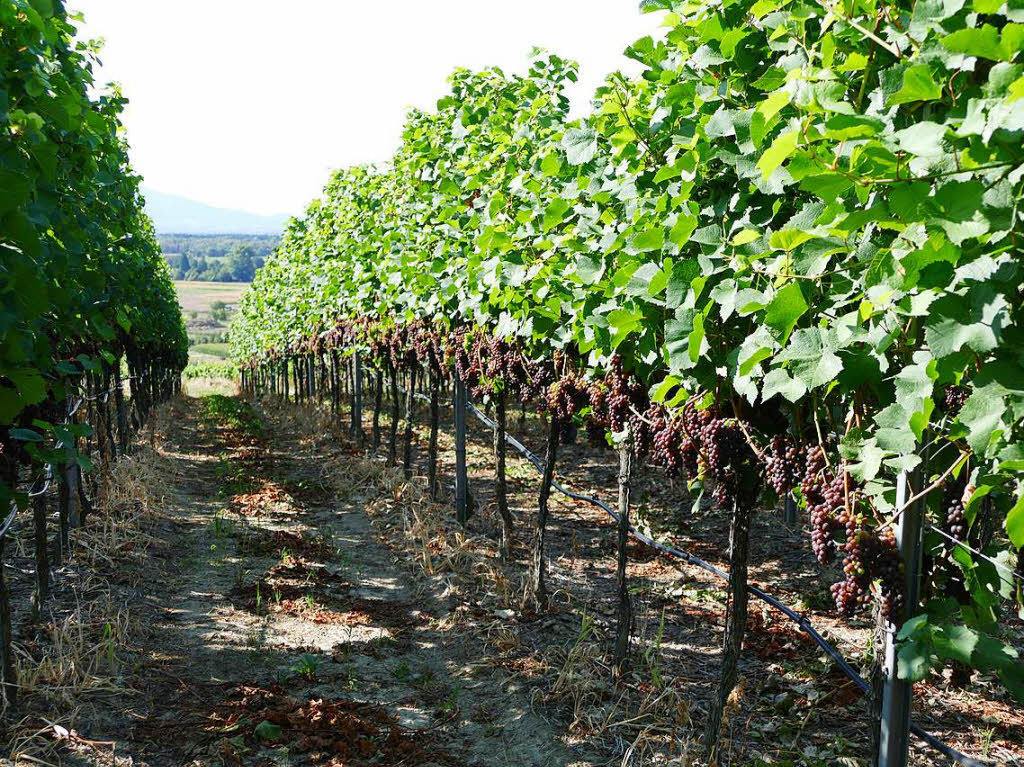 Impressionen von der Wanderung auf dem Panoramaweg in Ihringen