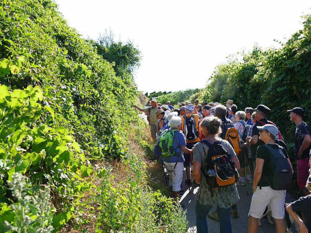 Impressionen von der Wanderung auf dem Panoramaweg in Ihringen