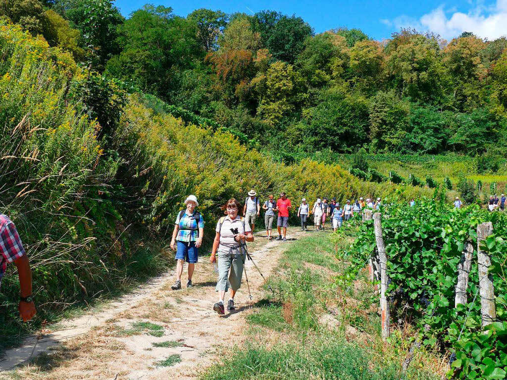 Impressionen von der Wanderung auf dem Panoramaweg in Ihringen