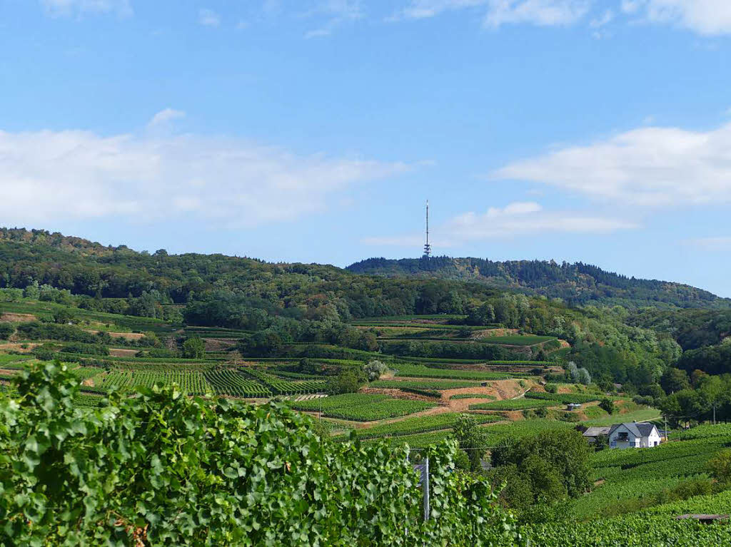 Impressionen von der Wanderung auf dem Panoramaweg in Ihringen