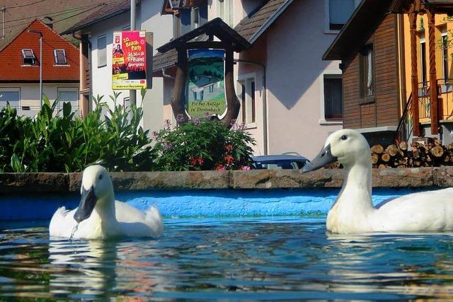 Provinzpossen-Alarm: rger um badende Enten in Drlinbach