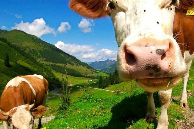 In der Schweiz werden die Khe zu gro und zu schwer